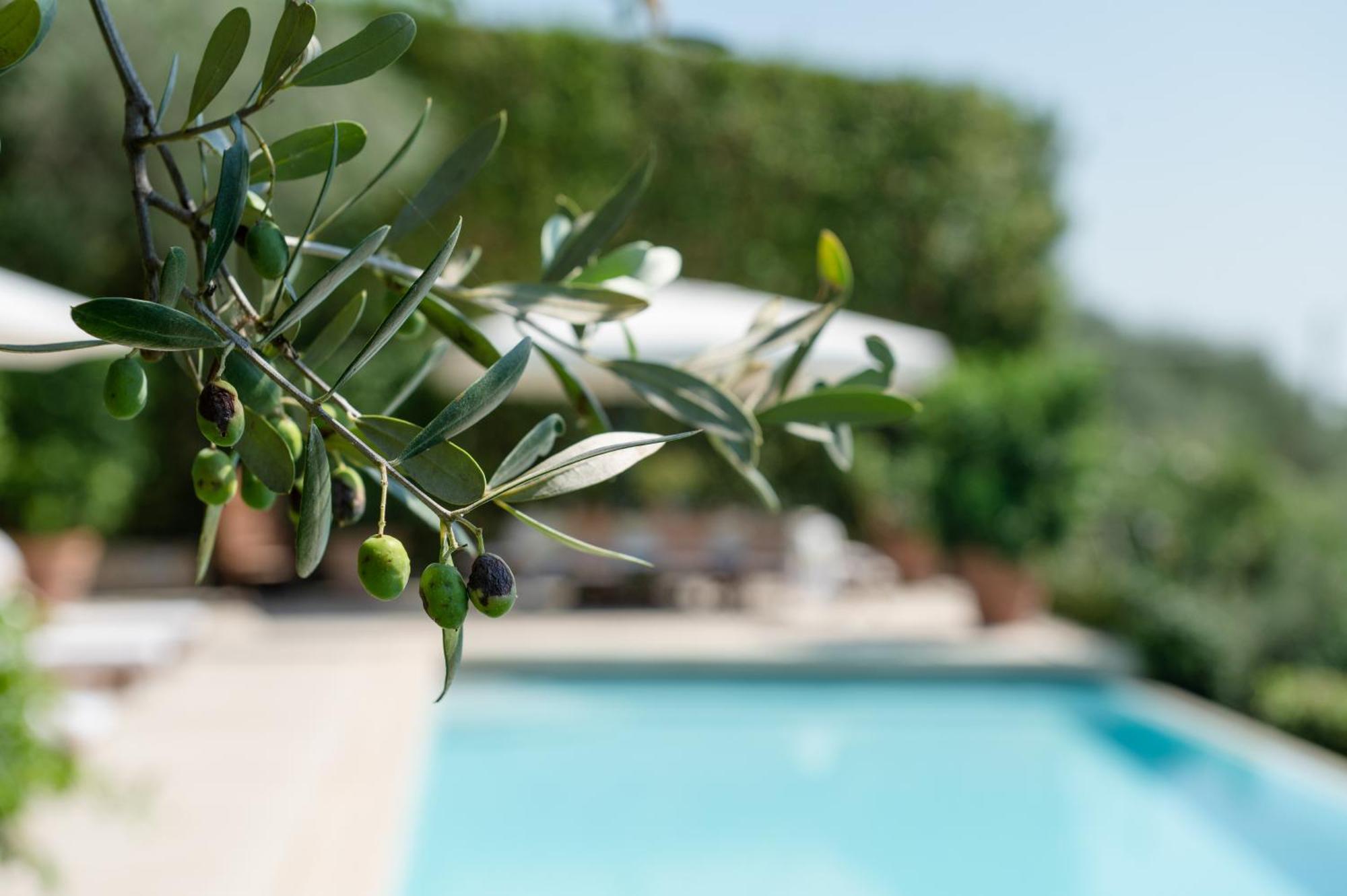 Villa Eden Forte Dei Marmi With Private Infinity Pool Santa Lucia  Dış mekan fotoğraf